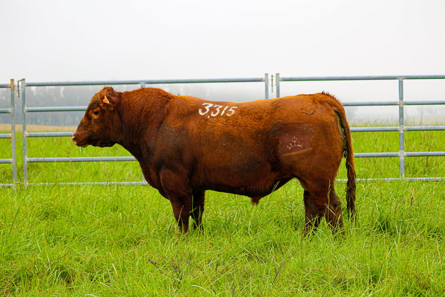 Lote ABERDEEN ANGUS SA -  Angus COLORADOS