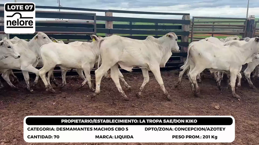 Lote LOTE 7