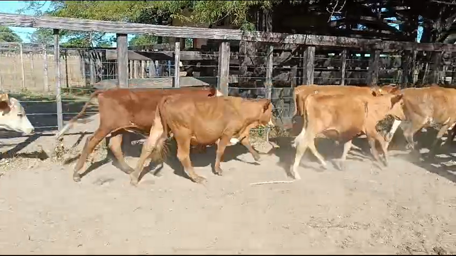 Lote 85 Terneros/as