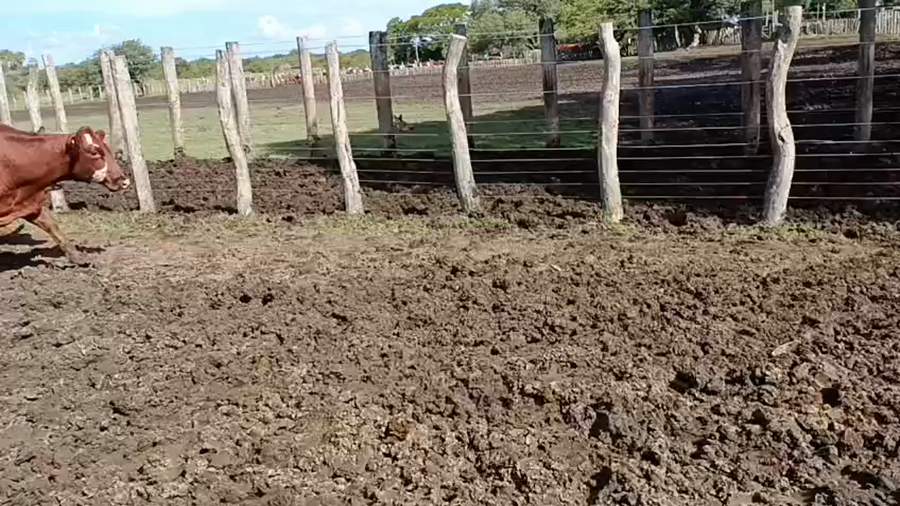 Lote 30 Vacas nuevas C/ gtia de preñez