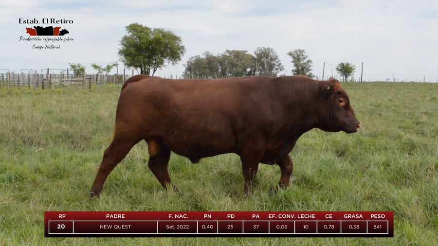 Lote Toros a remate en El Retiro, Artigas