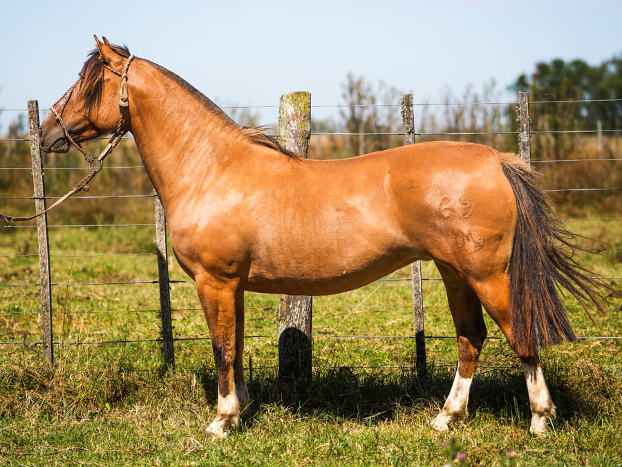 Lote SANTACRUCEÑA MÍSTICA