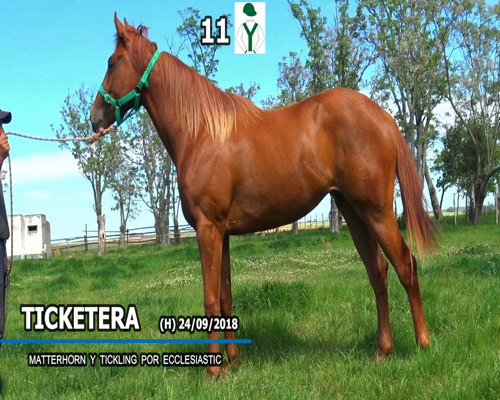 Lote TICKETERA
