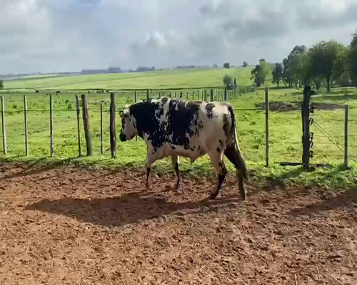 Lote Toros NORMANDO a remate en GRAN REMATE VIRTUAL Y EN PISTA en Asociación Rural de Paysandú