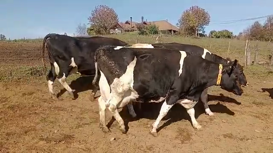 Lote 12 Vaca Exportación en Padre Las Casas, IX Región Araucanía