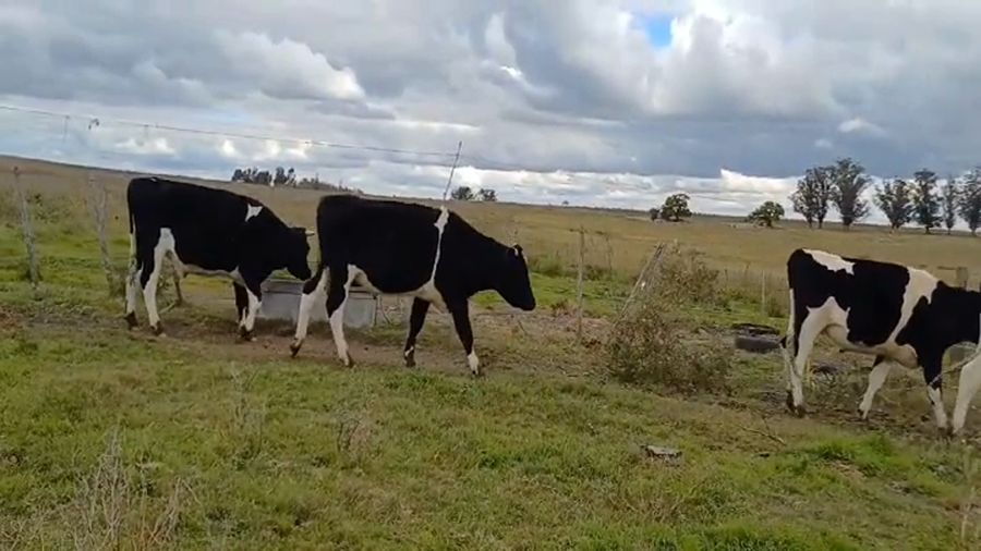 Lote (Vendido)25 Novillos Holando a remate en #45 Pantalla Carmelo  390kg -  en Piedras Espinosas