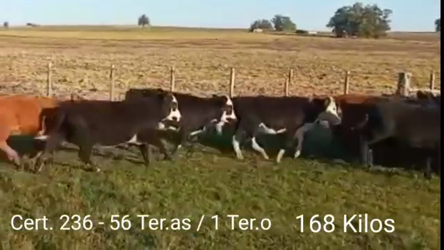 Lote TERNERAS