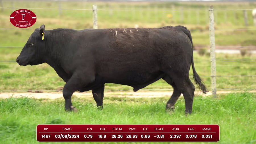 Lote Angus