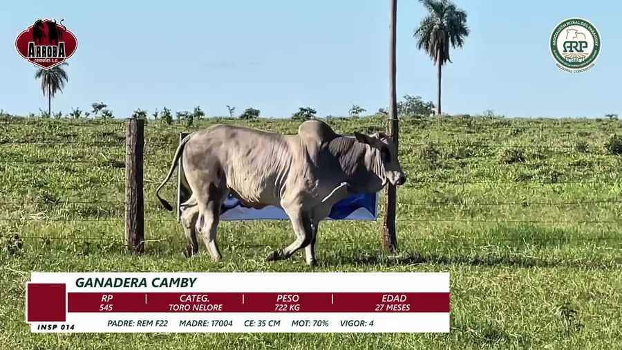 Lote TORO NELORE