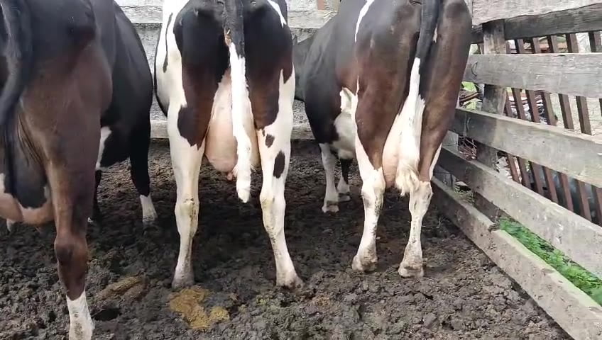 Lote 5 Vaca a remate en Pantalla Camy, San José