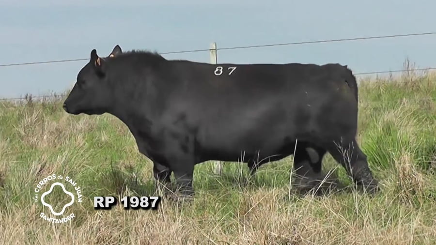 Lote Toro Aberdeen Angus SA de 3 años