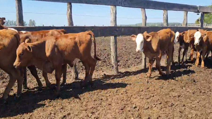 Lote 170 Terneras