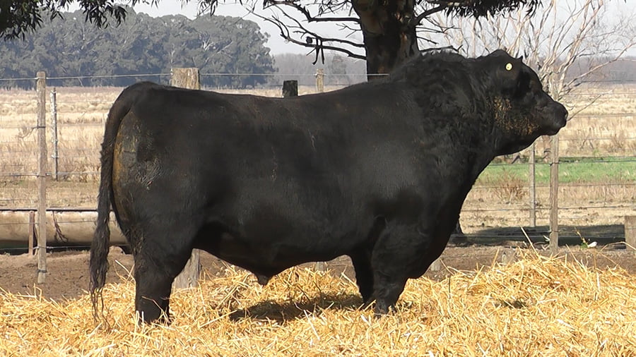 Lote TOROS PUROS DE PEDIGREE