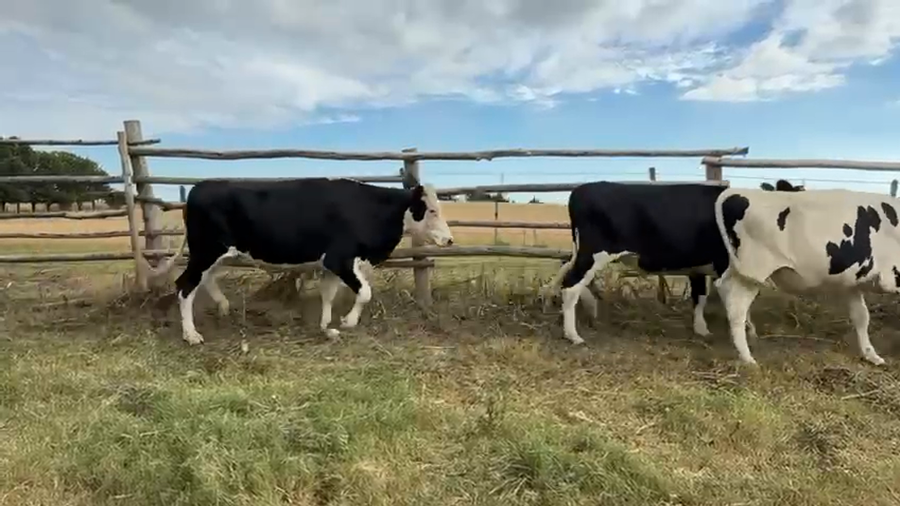 Lote NOVILLOS 1 a 2 AÑOS