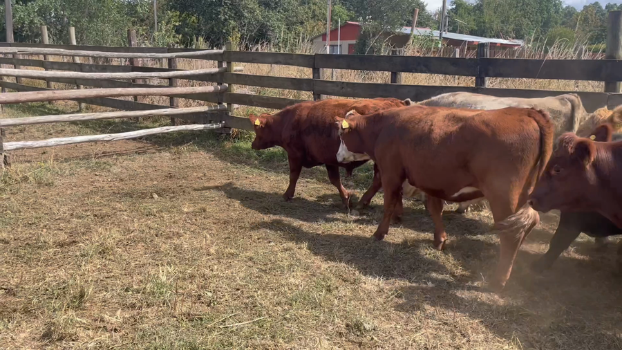 Lote 51 Novillo Engorda en Puerto Varas, X Región Los Lagos