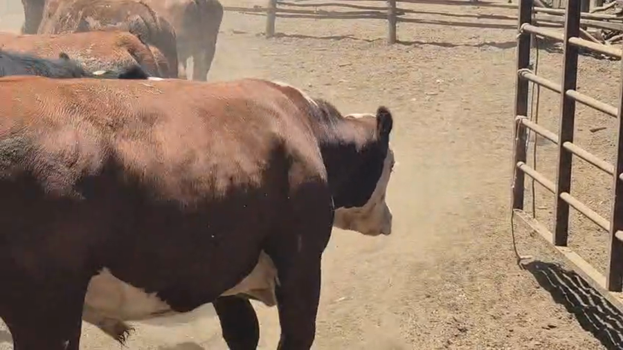 Lote 45 Novillo Gordo en San Rafael, VII  Región Maule