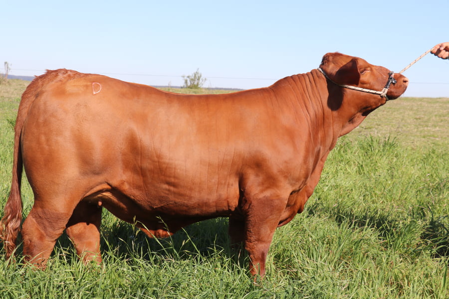 Lote "cabaña manantial verde" - MANANTIAL VERDE SORPRESA 78 FIV