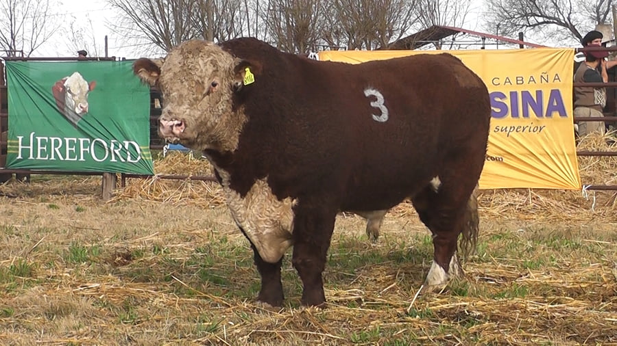 Lote TOROS P. HEREFORD PR