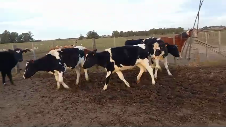 Lote 7 Terneras Holando a remate en Pantalla Camy  en Carreton