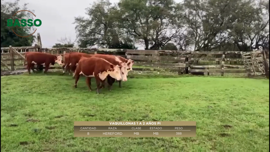 Lote 8 Vaquillonas sin servicio 1 a 2 años PI en Mariscala, Lavalleja