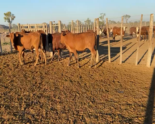 Lote 96 Novillitos en Bandera, Santiago del Estero