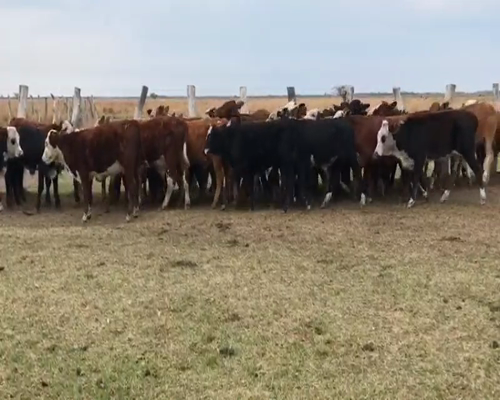 Lote 80 Terneros en Bella Vista, Corrientes