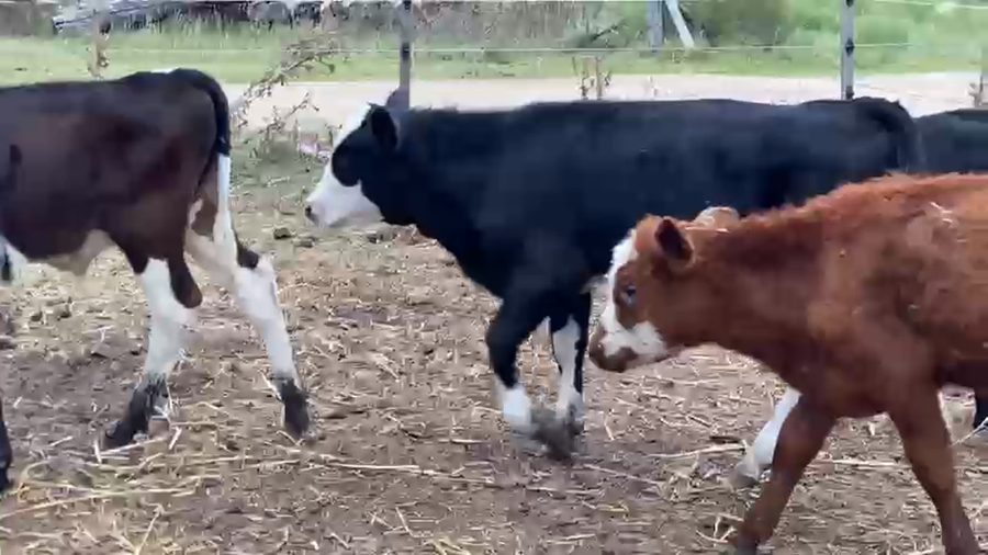 Lote 11 Terneros a remate en Pantalla Camy - Aniversario 31 Años, San José