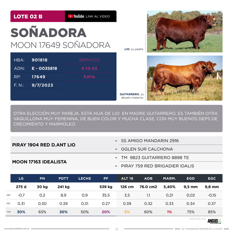 Lote RP 17645 y RP 17649 - VAQUILLONAS ELECCIÓN PP