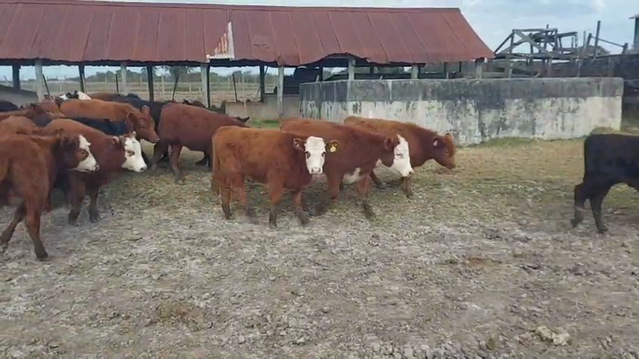 Lote 77 Terneras en Entre Ríos, Federal