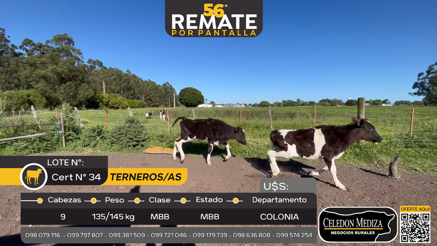 Lote 9 Terneros y Terneras en Tarariras, Colonia