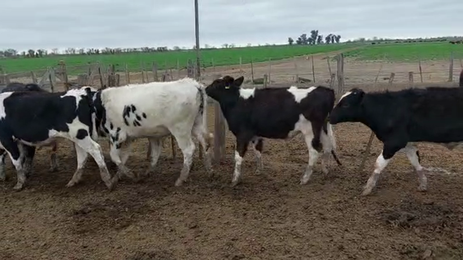 Lote 18 Terneros Holando Argentino y pampas en Ramona, Santa Fe