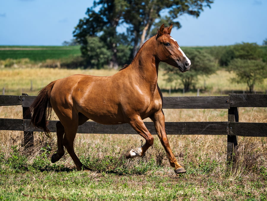 Lote VIRTUD INSPIRACION