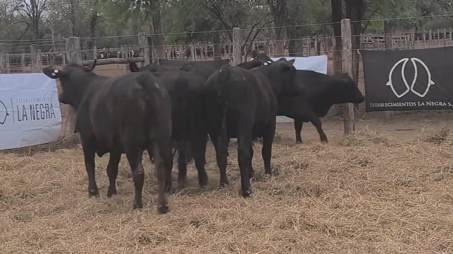 Lote Vaquillona preñada