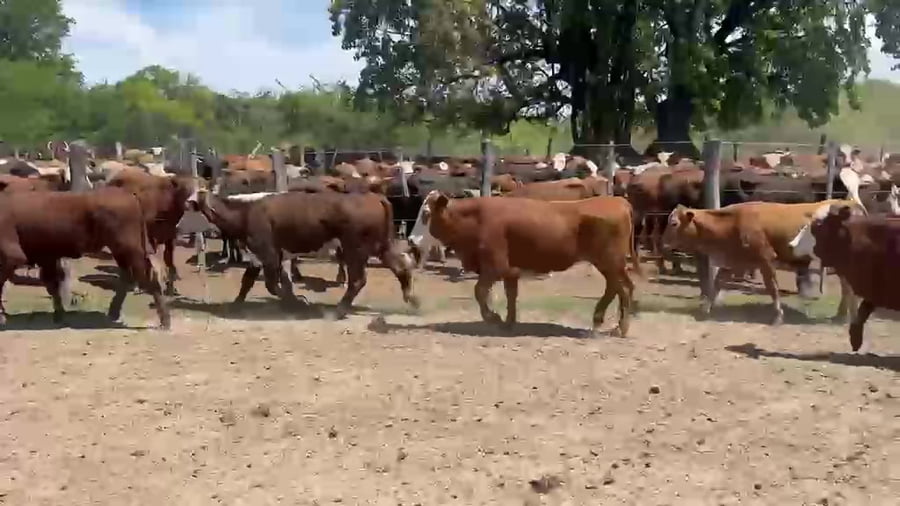 Lote 80 Vaquillonas