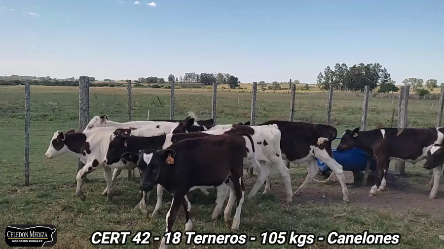 Lote 16 Terneros en Tala, Canelones