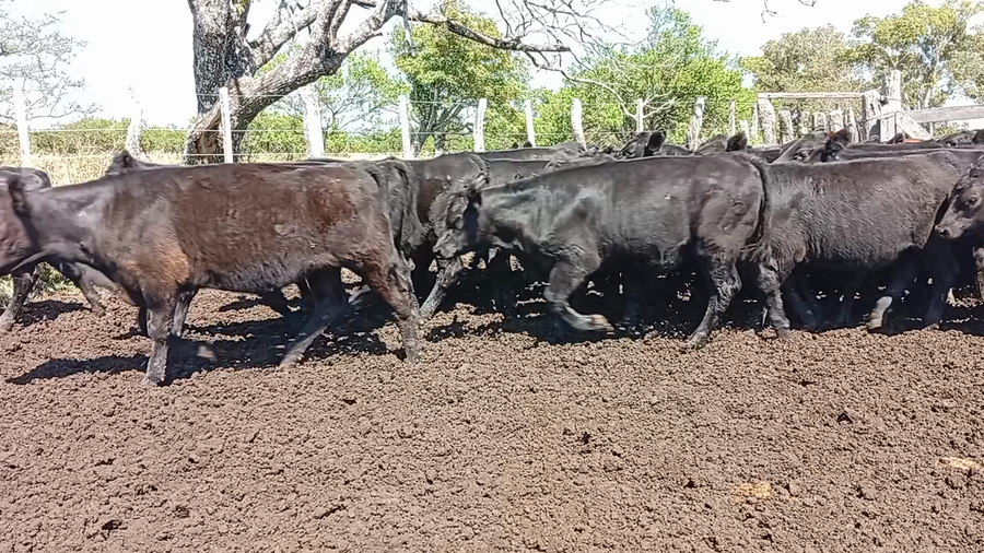 Lote 70 Terneros en Entre Ríos, Federal