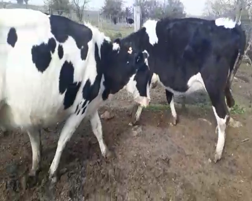 Lote 3 Vaquillonas  a remate en Pantalla Camy 0 - 0kg - , San José