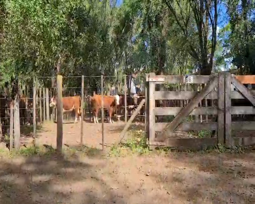 Lote 6 Terneros en Gral. Lamadrid, Buenos Aires