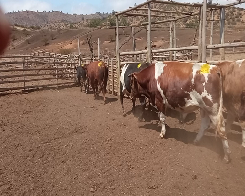 Lote 20 Torete en Melipilla, Región Metropolitana
