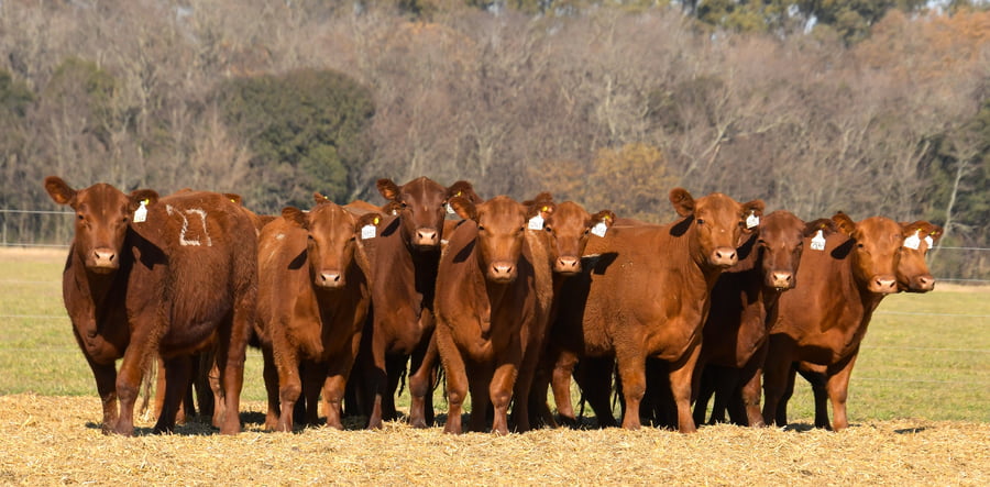 Lote VAQUILLONAS ANGUS PC PARICION OTOÑO