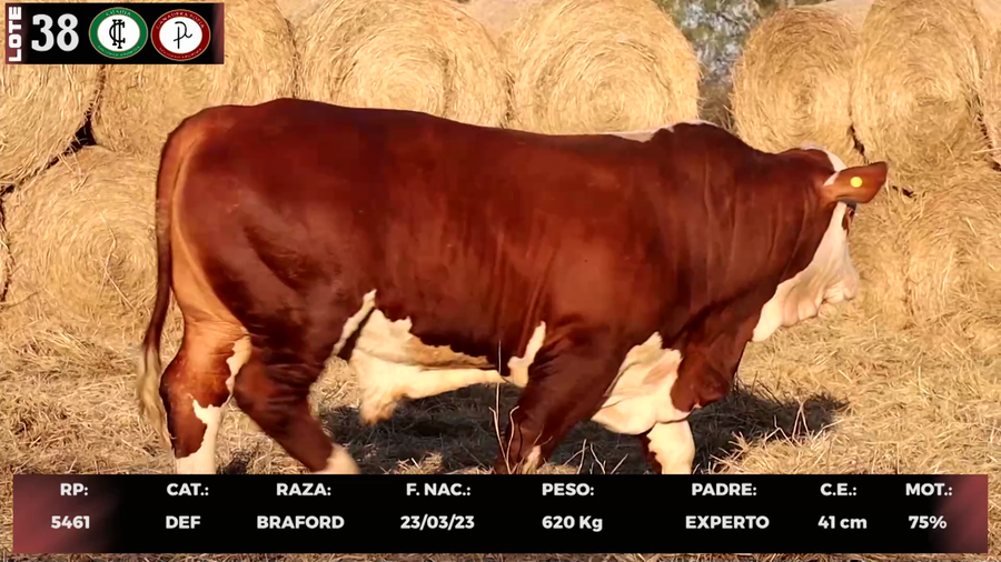 Lote LOTE 38