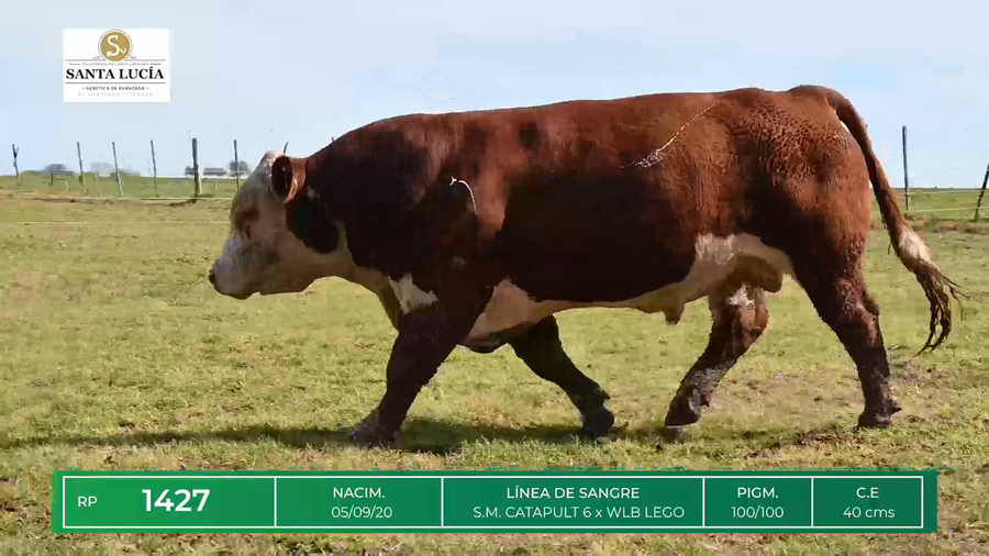 Lote TOROS HEREFORD