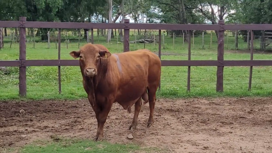 Lote Toros T. Brangus Rojo a remate en Remate de Reproductores, Asunción