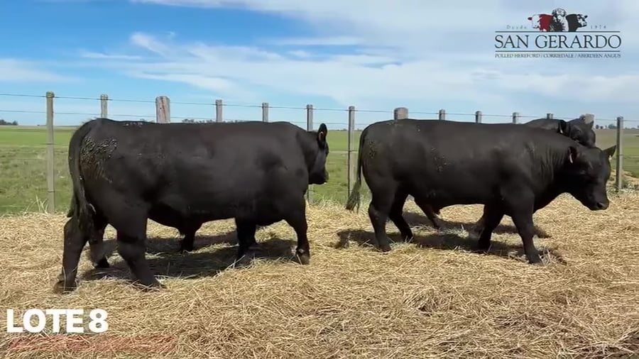 Lote Toros Aberdeen Angus