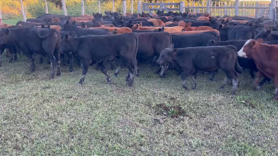 Lote 200 Terneros en Villaguay, Entre Ríos