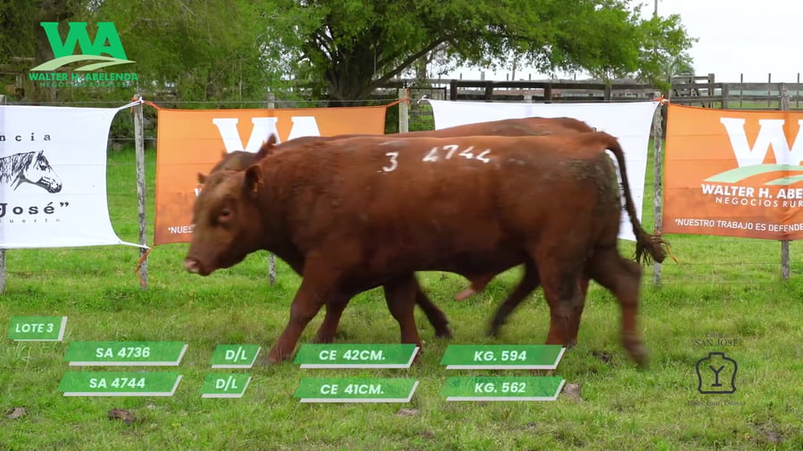 Lote TORO SA