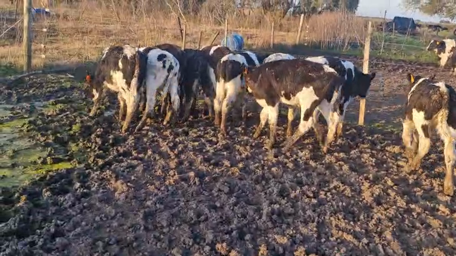 Lote 10 Terneros a remate en Pantalla Camy, San José