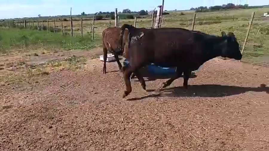 Lote 2 Terneras ANGUS a remate en REMATE POR PANTALLA 180kg - , San José