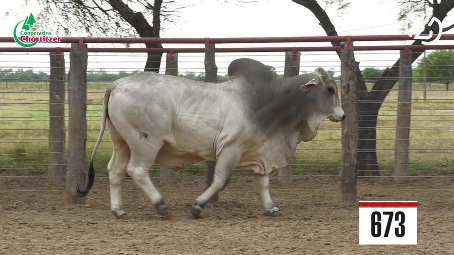 Lote Brahman