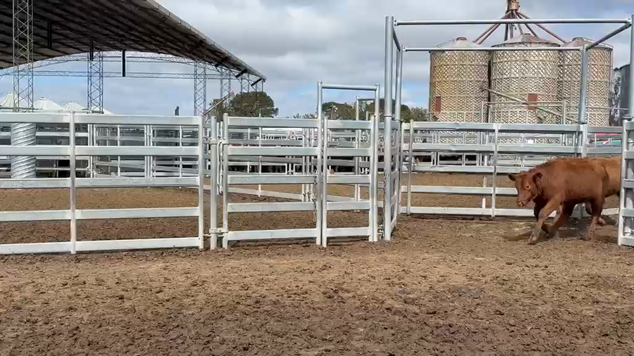 Lote 176 Vaquillonas